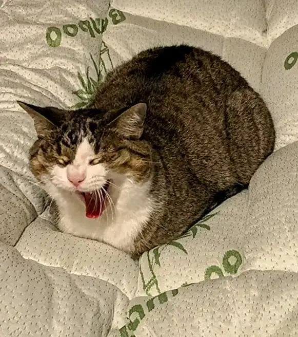 A tabby and white cat is yawning widely while curled up on a white quilt with green 'Bamboo' text printed on it. The cat's…