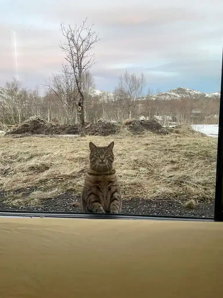 A tabby cat sits outside a window, looking directly at the camera with a serious, unblinking expression. Behind it is a…