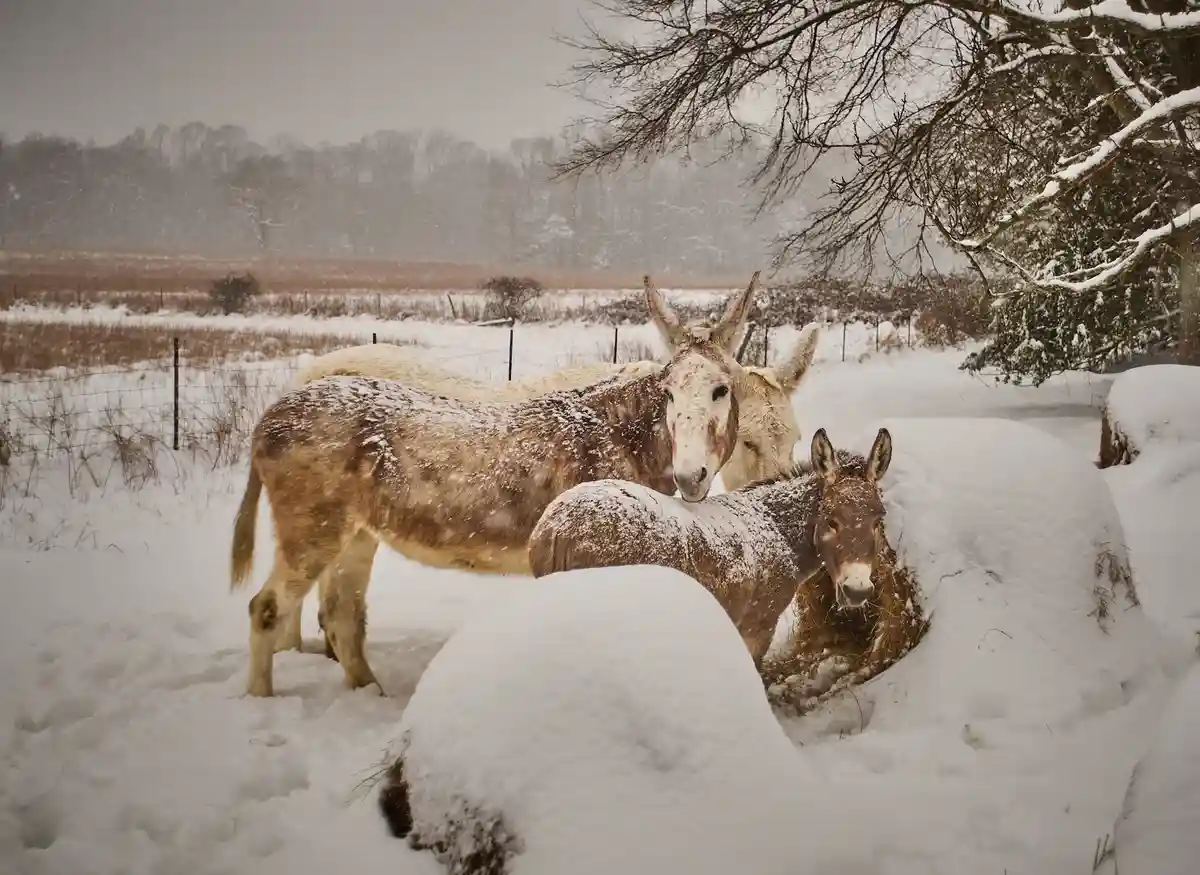 Three donkeys stand in a snowy field, partially covered in snow, with one peeking out from a snowdrift. The overlaid text…