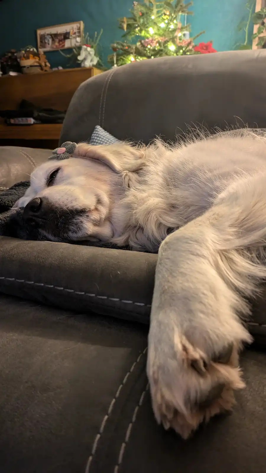 A fluffy white dog with a small flower accessory on its head is sleeping soundly on a dark gray couch, its paw dangling over…