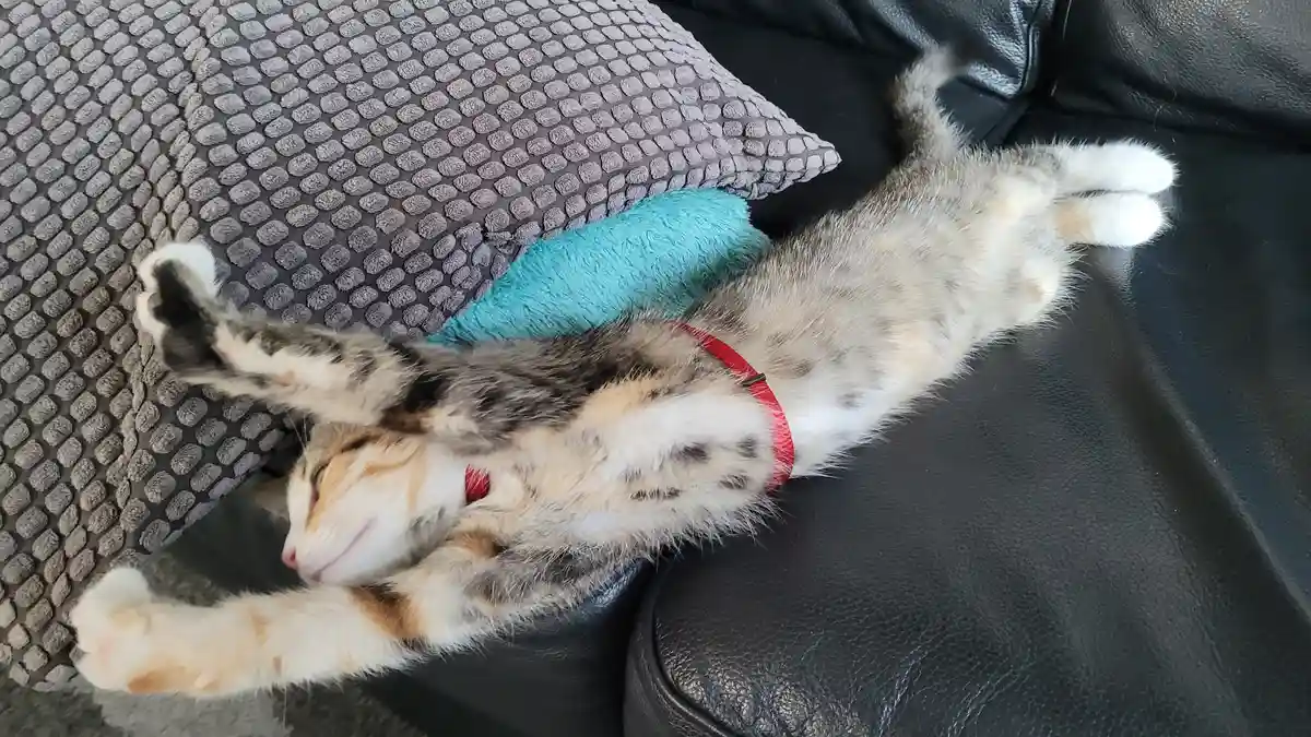 A calico cat with a red collar is lying on its back on a black leather couch, legs and paws spread out in a relaxed…