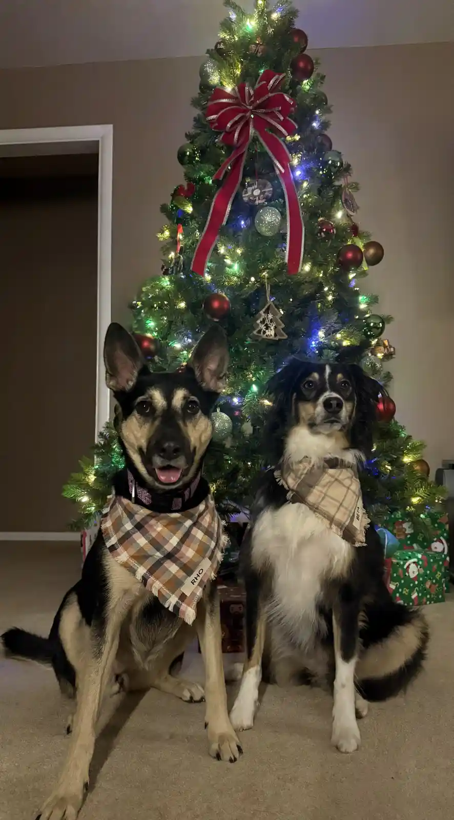 Two dogs sit in front of a decorated Christmas tree with lights and ornaments. Both wear plaid bandanas; the dog on the left…