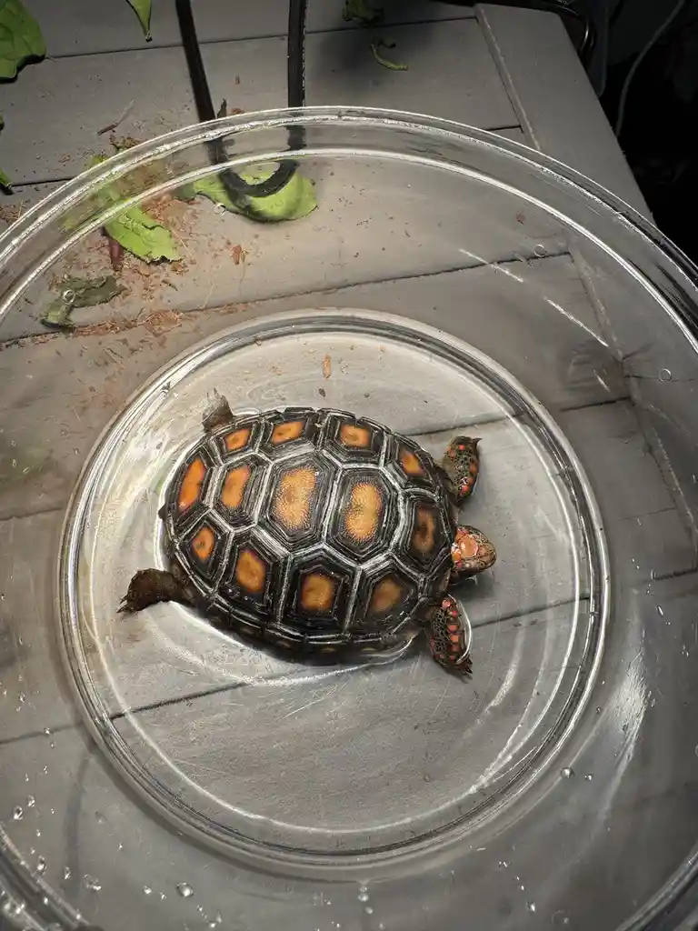 A small tortoise with a dark shell and orange-yellow markings is sitting in a clear glass bowl filled with water. The bowl…
