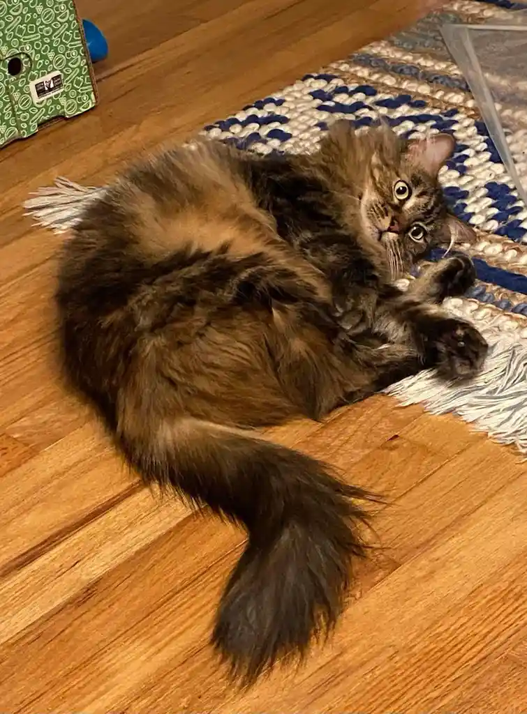 A fluffy, long-haired brown tabby cat is lying on its back on a wooden floor next to a blue and white patterned rug, looking…