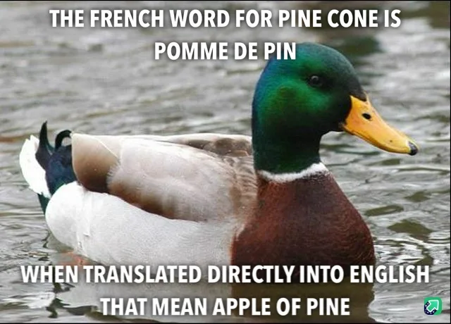 A mallard duck is shown swimming in water, with white text overlaid at the top and bottom. The top text reads 'THE FRENCH…