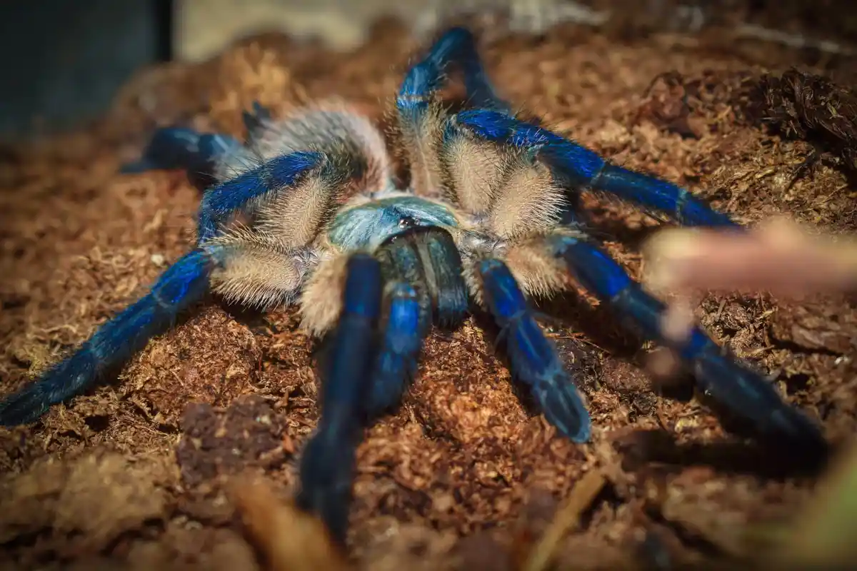 A close-up photo shows a large, vibrant blue tarantula with fuzzy beige legs resting on brown soil. A blurry human finger is…