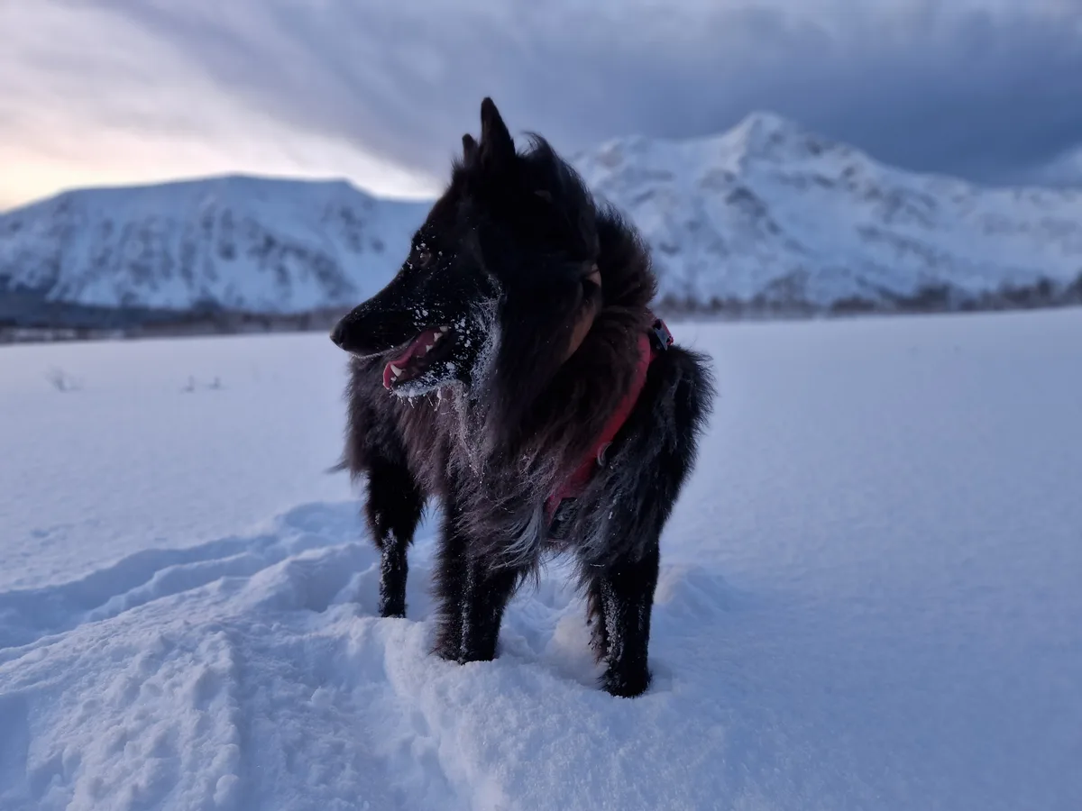 A black, fluffy dog wearing a red harness stands in deep snow with snow-covered mountains in the background. Snow clings to…