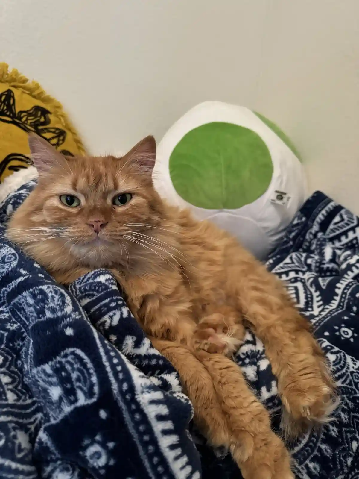 An orange tabby cat with green eyes lies sprawled on a blue and white patterned blanket, looking directly at the camera with…