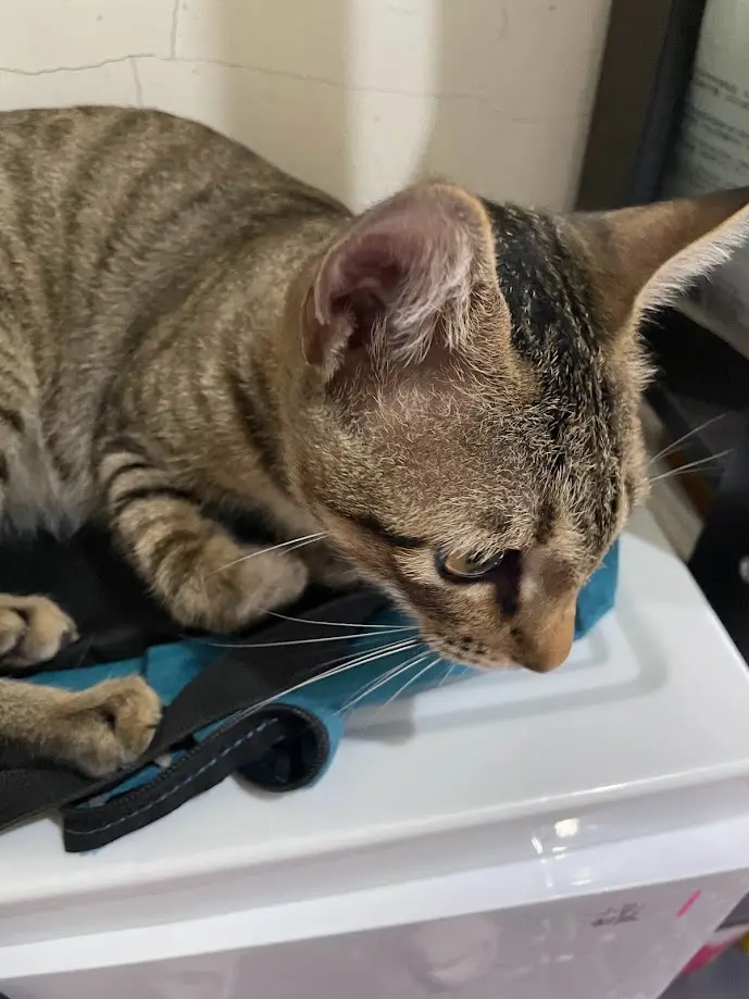 Another charming cat moment to brighten your day