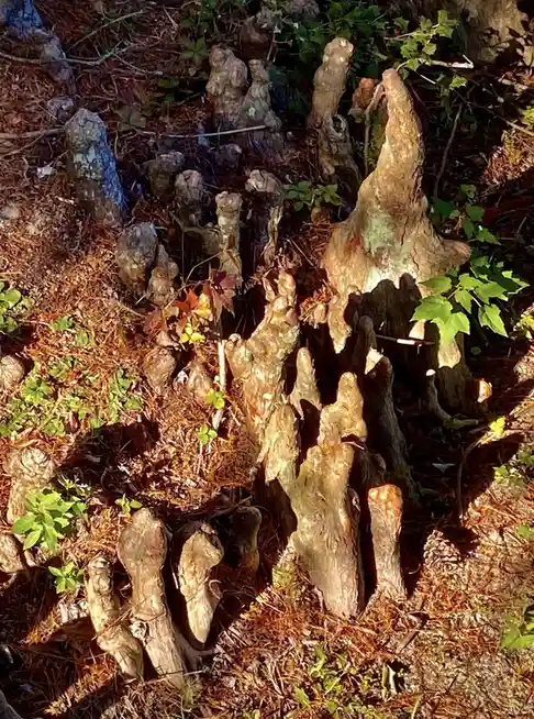 A close-up photo shows numerous knobby, woody protrusions emerging from the ground in a forest, surrounded by pine needles…
