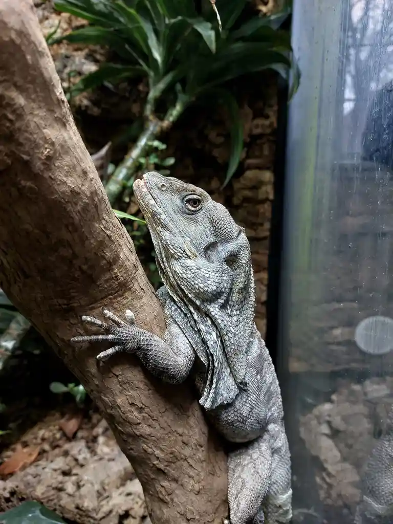 A gray, scaly lizard with a frilled neck is clinging to a thick, textured tree branch inside what appears to be an enclosure…