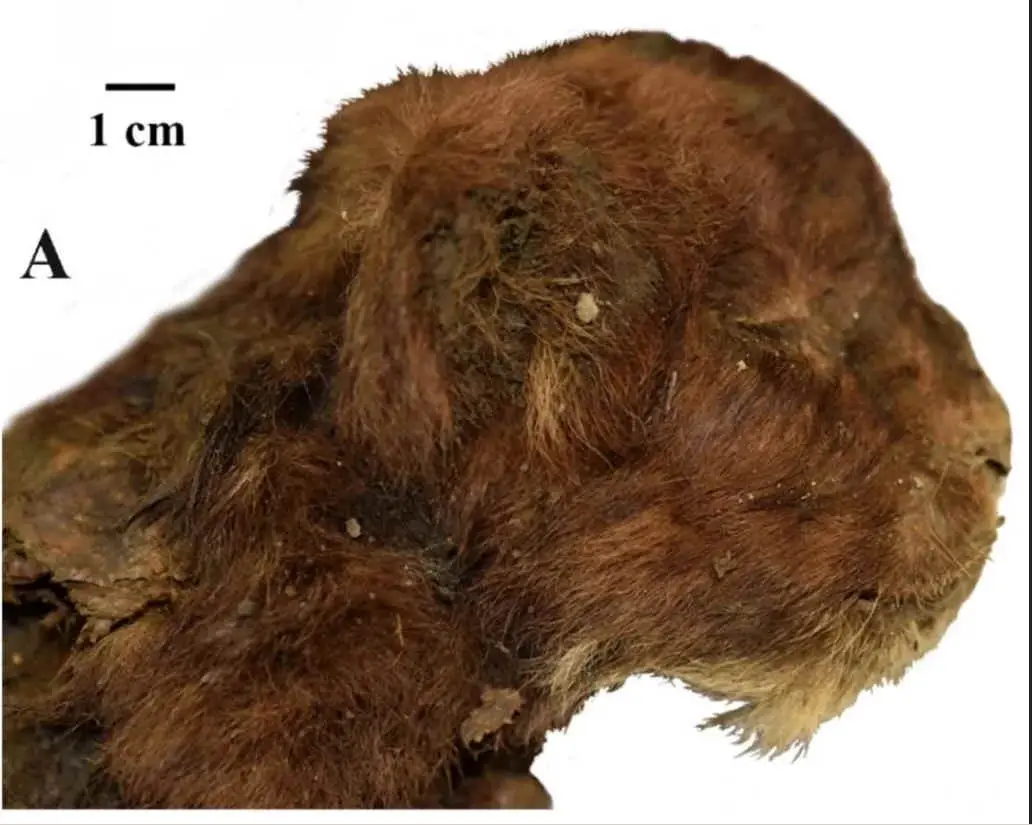 a scientific photograph shows a small, preserved animal head covered in brown, matted fur, with a 1 cm scale bar and label…