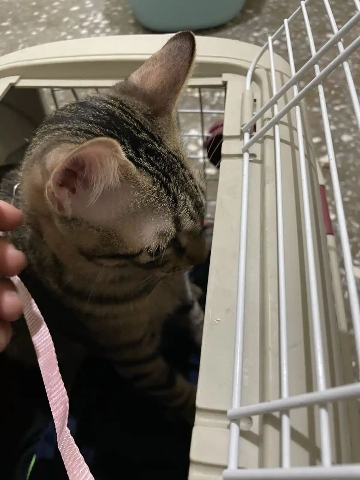 A tabby cat with a pink leash is being held near the edge of a white plastic pet carrier, looking away with a disinterested…