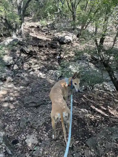 A tan, slender dog with pointed ears and a blue leash stands on a rocky, root-covered forest trail, looking back over its…