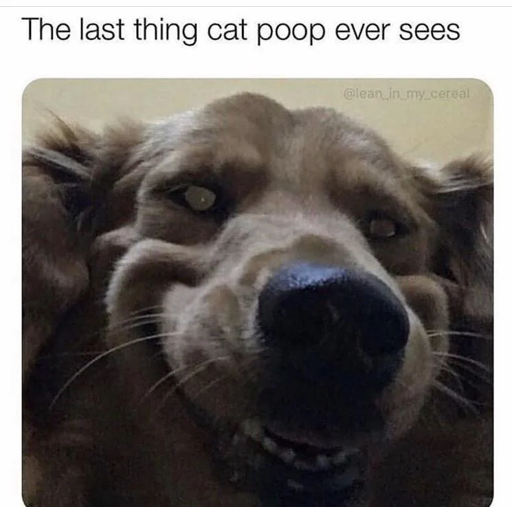 A close-up photo of a golden retriever with a very tired, unimpressed, and slightly annoyed expression, looking directly at…