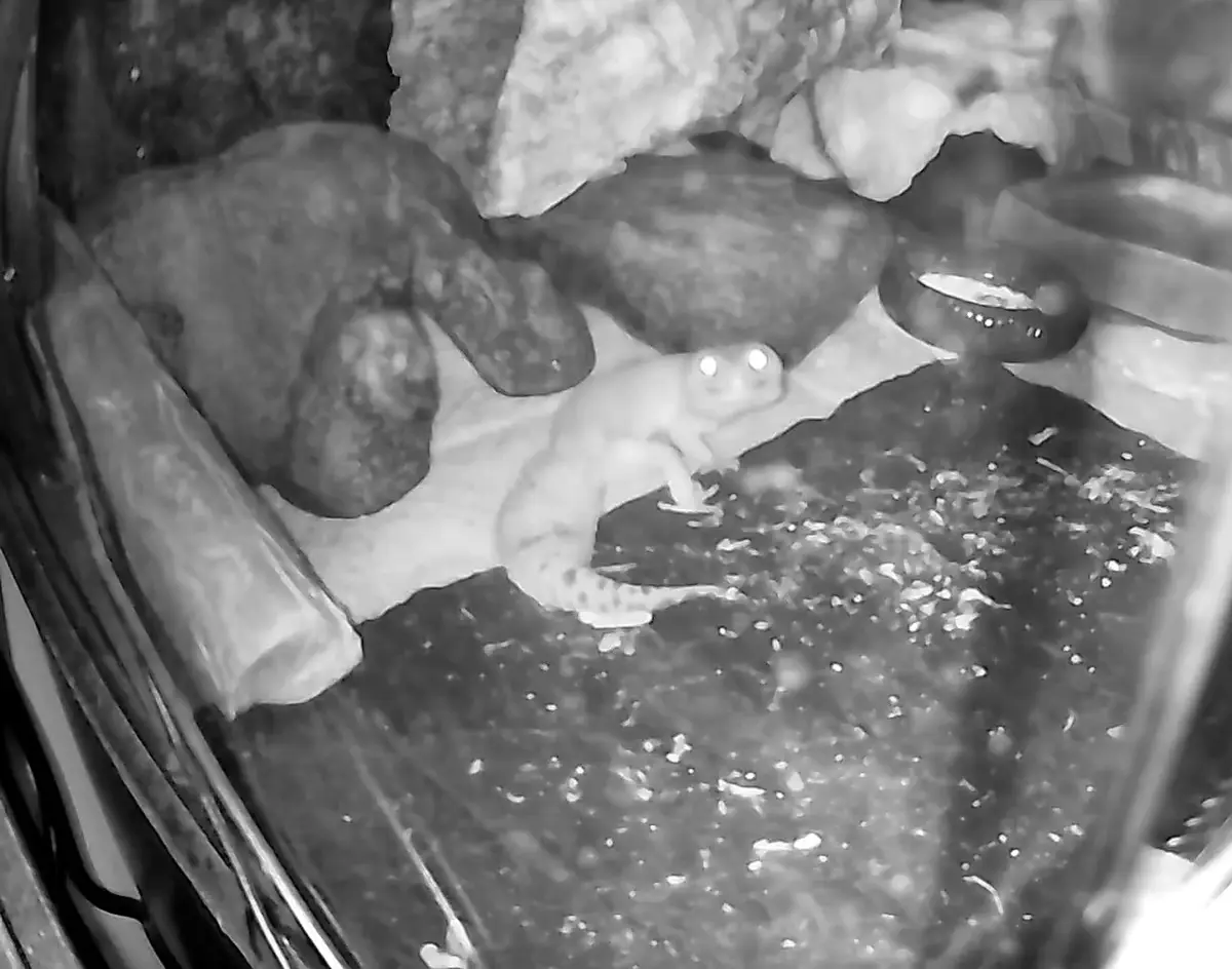 A black-and-white night-vision photo shows a small gecko with glowing eyes sitting in a terrarium filled with rocks, logs…