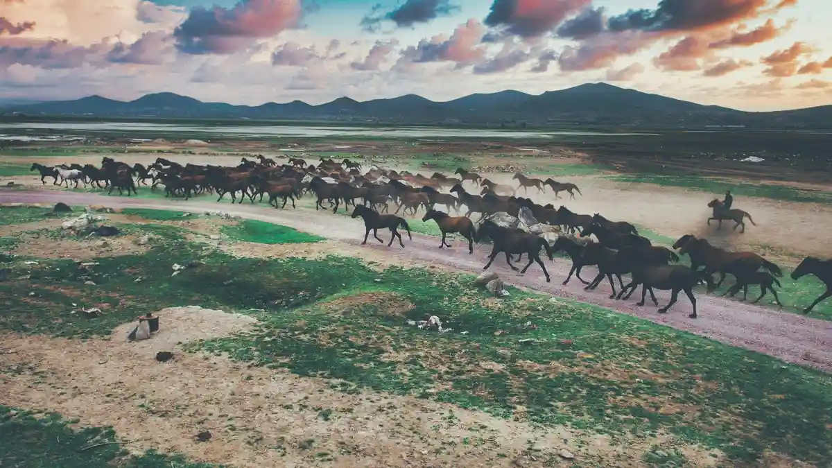 As the sunset casts a warm orange glow, a majestic horse herd gallops across the vast plains of Kayseri, TÃÂ¼rkiye, their…
