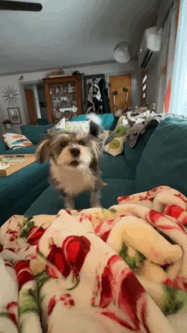 A small, fluffy dog with a shaggy coat sits on a teal couch covered with a white blanket featuring red and green floral…