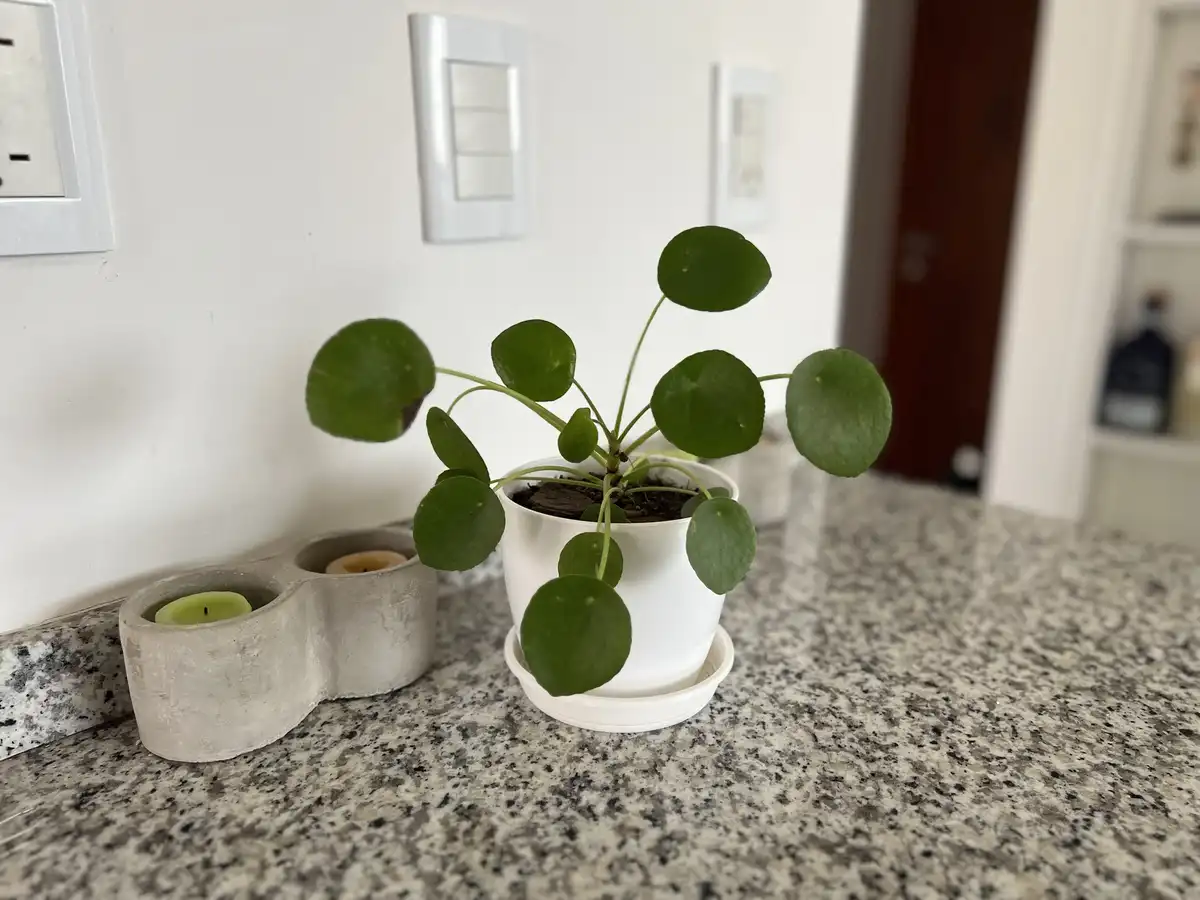 A small potted plant with round green leaves sits on a speckled granite countertop next to a concrete candle holder. The…