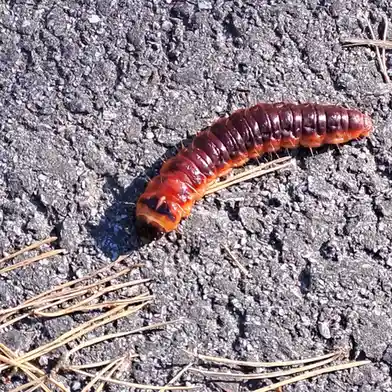 A close-up photo shows a large, segmented, reddish-brown caterpillar with spines crawling on dark asphalt, surrounded by…