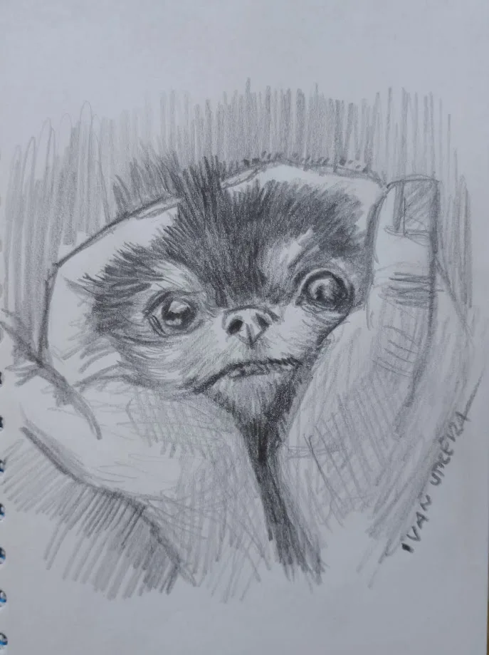 A pencil sketch shows a small, furry animal, possibly a baby sloth or similar creature, being held gently in human hands…