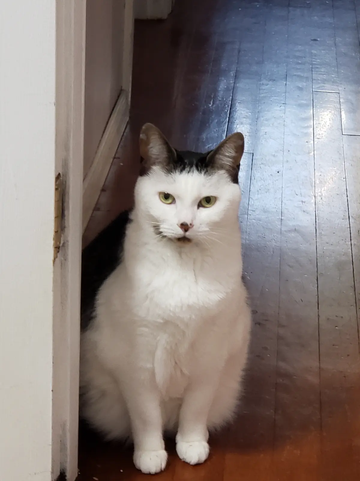 A white and black cat with green eyes sits upright in a doorway on a wooden floor, looking directly at the camera with a…