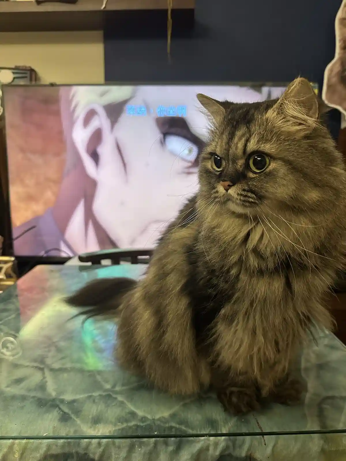 A fluffy brown cat sits on a glass table, looking directly at the camera with wide, intense eyes. Behind it, a TV screen…