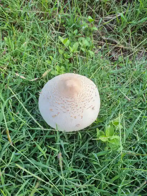 Today’s fungi are feeling extra vibrant and lively!