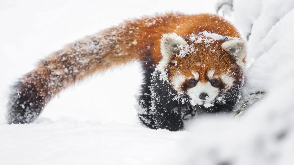 A red panda covered in snow is peeking out from a snowy bank, its fur dusted with white flakes, looking directly at the…