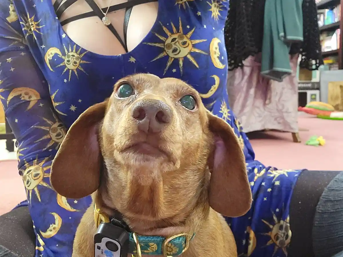 A close-up photo shows a small brown dog with large, upward-looking eyes and a slightly downturned mouth, sitting on…