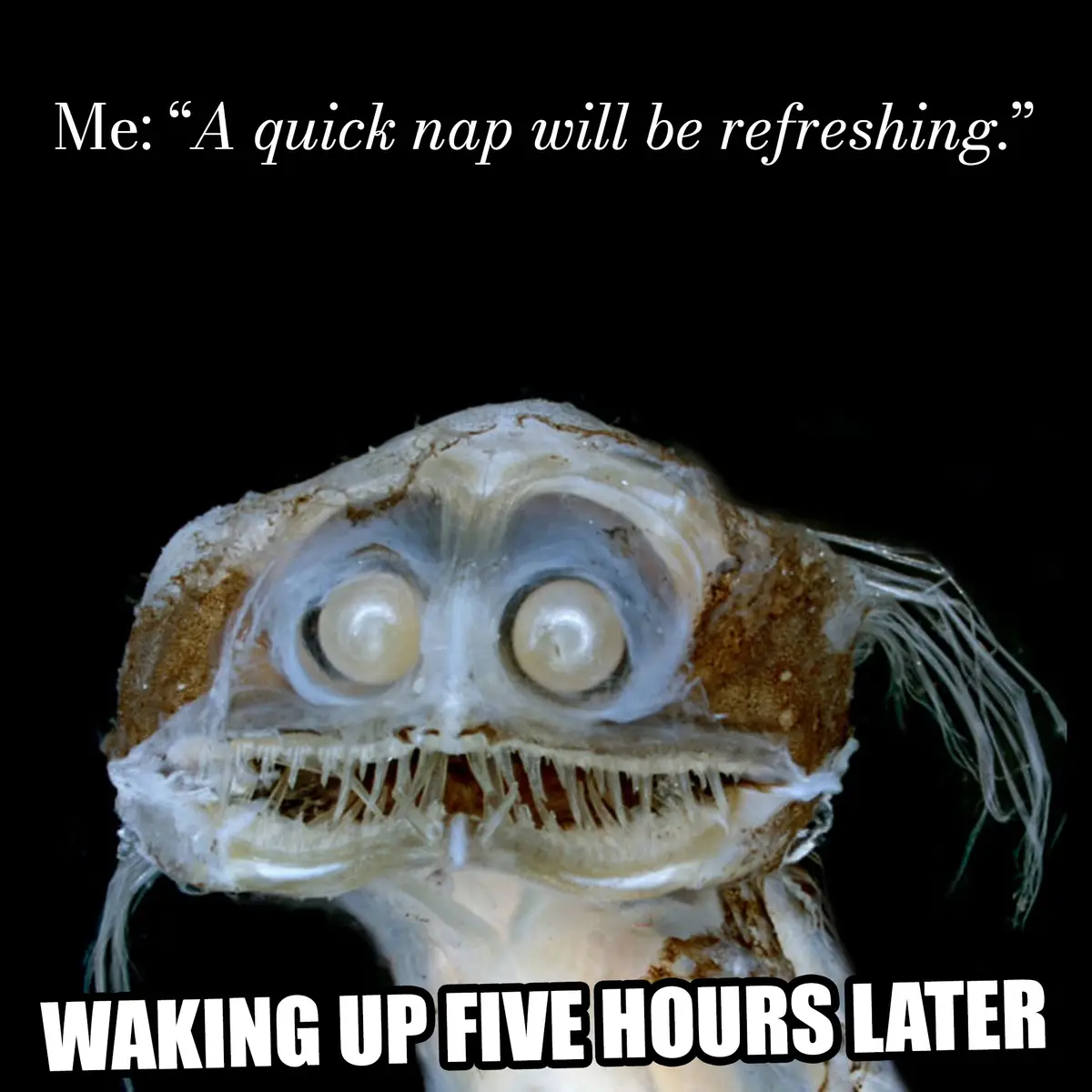 The image shows a close-up of a pale, translucent deep-sea fish with large, bulging eyes and sharp teeth, set against a…