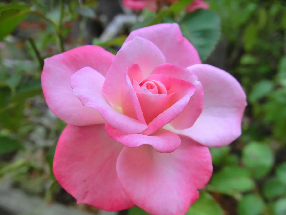 A close-up photograph of a fully bloomed pink rose with layered petals, set against a blurred green foliage background. The…