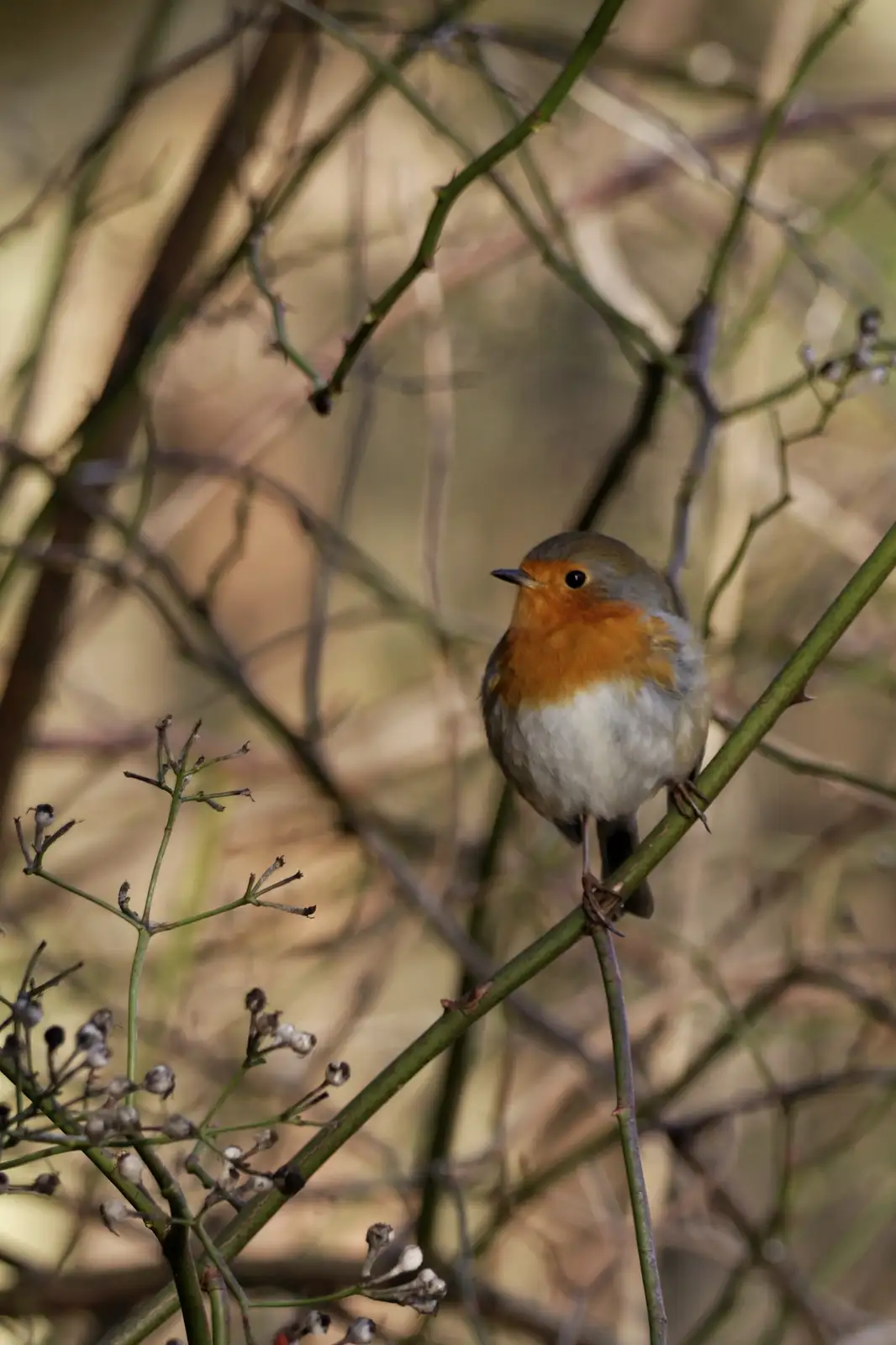 A small european robin with orange breast and grey back perches on a green thorny branch, surrounded by blurred brown and…