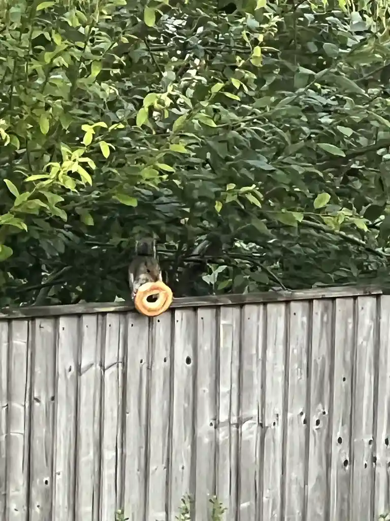A squirrel enjoying a delicious doughnut
