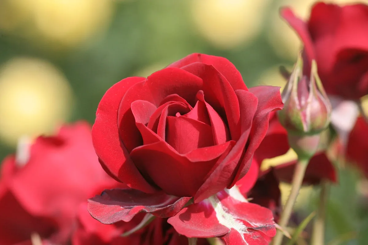 A close-up photograph of a vibrant red rose in full bloom, with soft-focus yellow and green background elements. The rose…