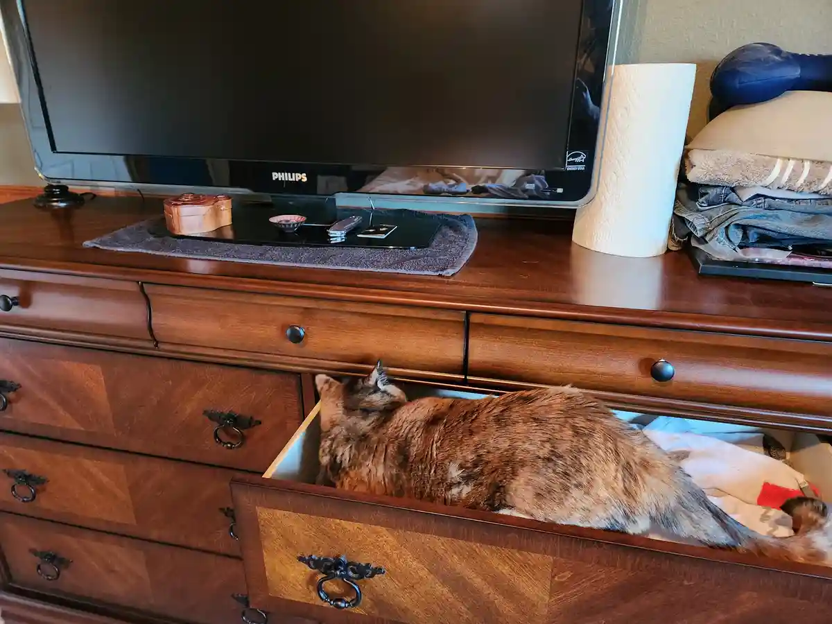A fluffy, calico cat is curled up and sleeping inside an open drawer of a wooden dresser. On top of the dresser sits a…