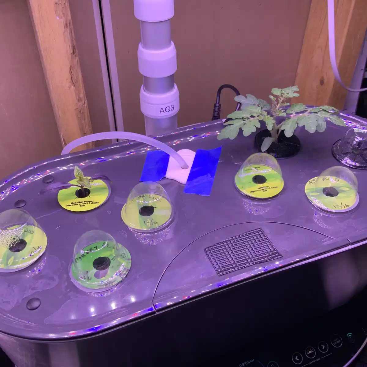 Day 19 Update on My Aerogarden: Not Much Happening Here