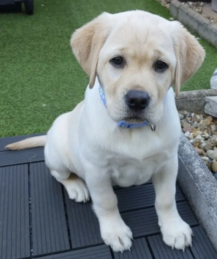A light-colored Labrador puppy sits on a dark wooden deck, looking directly at the camera with large, expressive eyes. The…