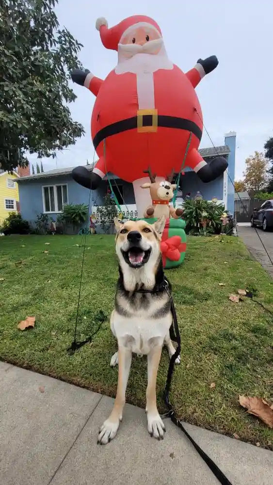 A happy, panting dog sits on a sidewalk in front of a giant inflatable Santa Claus decoration. The dog is on a leash and…
