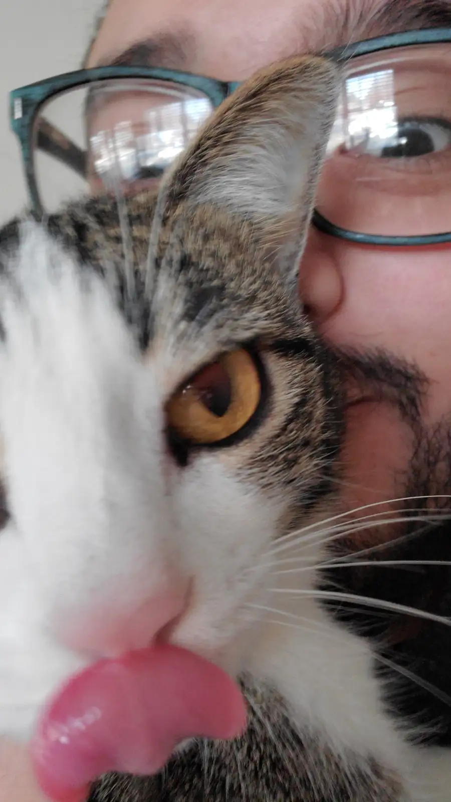 A close-up selfie shows a tabby and white cat with its pink tongue sticking out, licking the camera lens. Behind the cat, a…