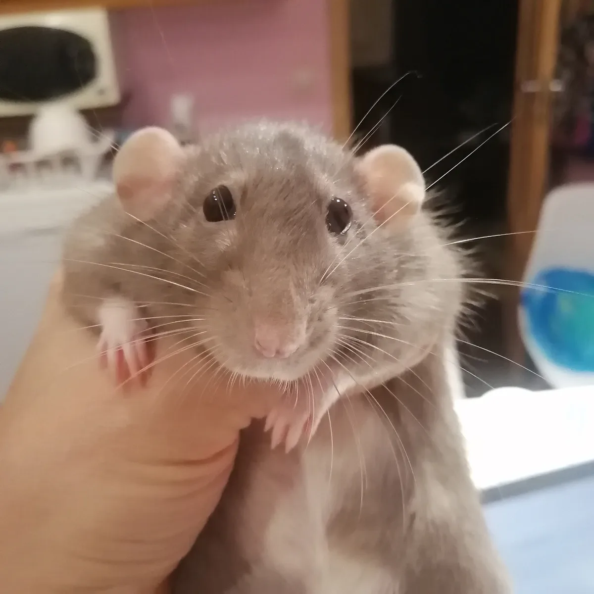 A close-up photo shows a grey rat with long whiskers and dark eyes being held gently in a person's hand, looking directly at…
