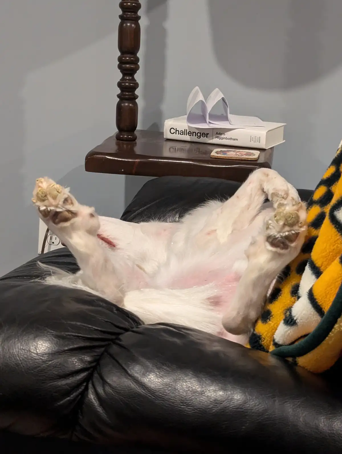 A white dog lies on its back on a black leather chair, exposing its belly and paws, with a yellow and black blanket…