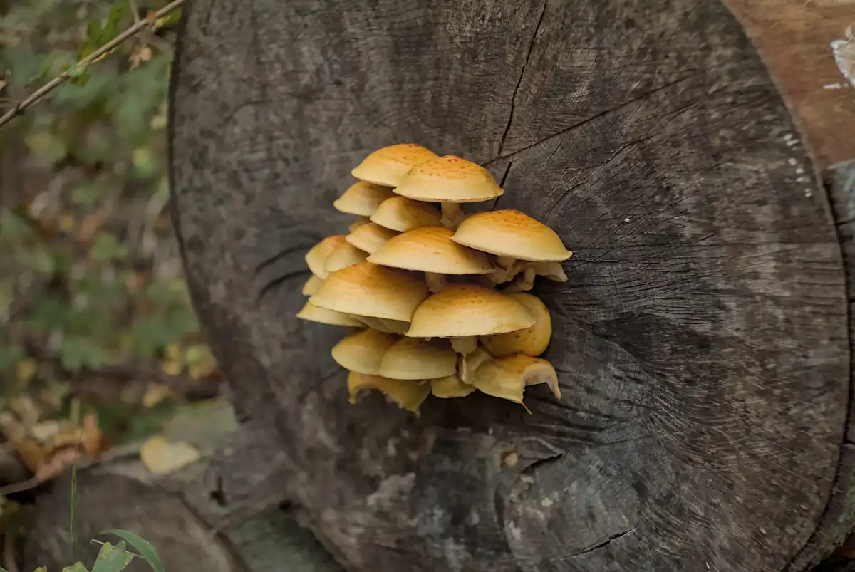 A cluster of small, yellowish-orange mushrooms with speckled caps grows densely on the dark, textured surface of a weathered…