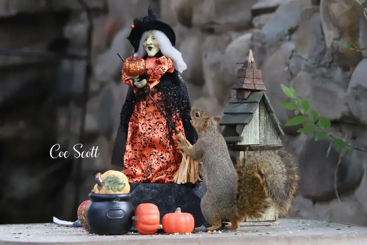 A real squirrel stands on its hind legs next to a Halloween witch figurine, appearing to interact with it. The witch holds a…