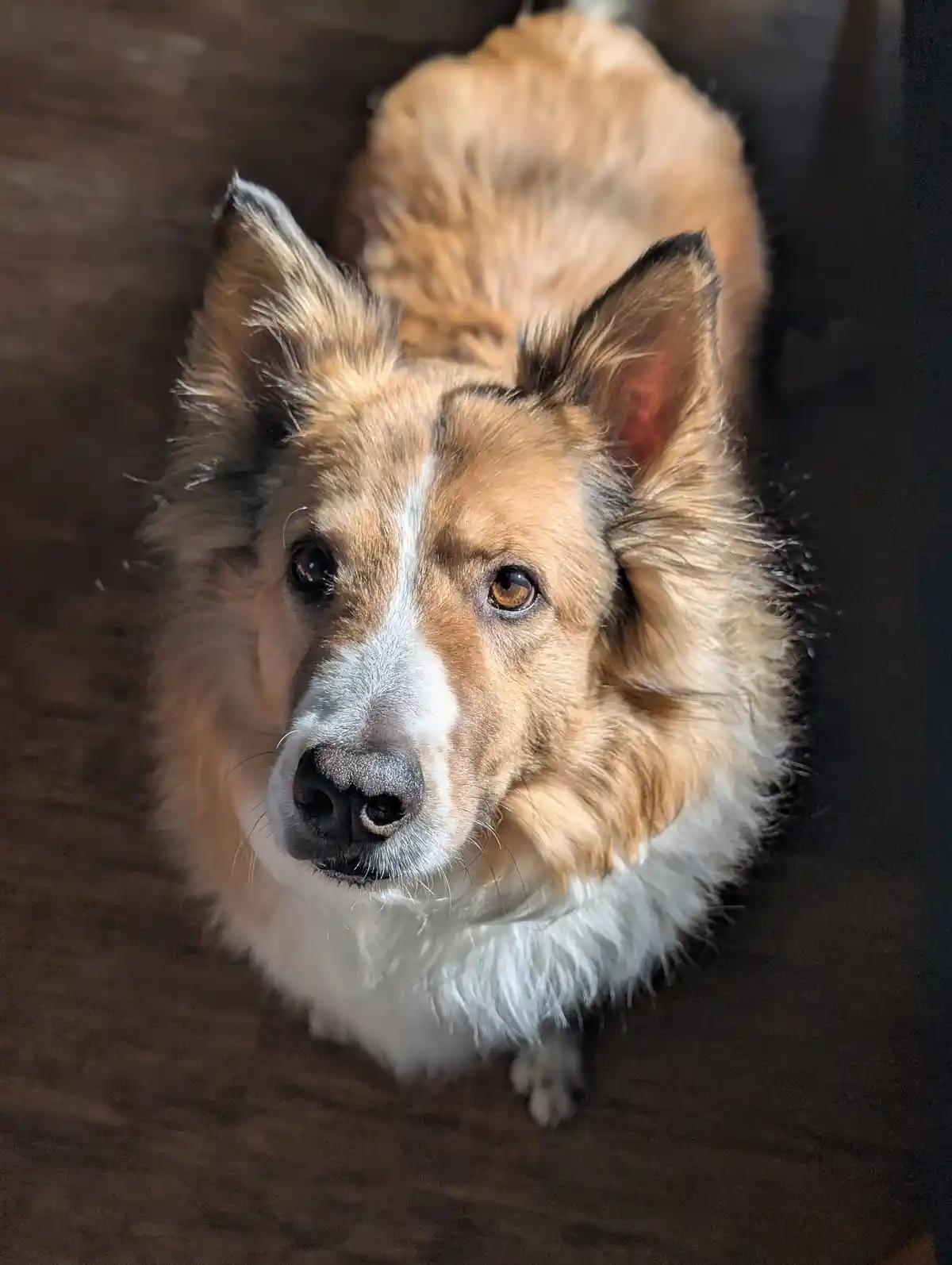 A close-up photo of a fluffy, tan and white dog with large, expressive eyes looking up at the camera from a low angle on a…