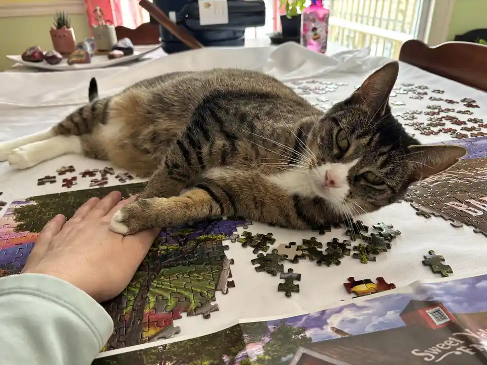 A tabby cat with white paws and chest lies sprawled across an unfinished jigsaw puzzle on a table, its paw resting on a…