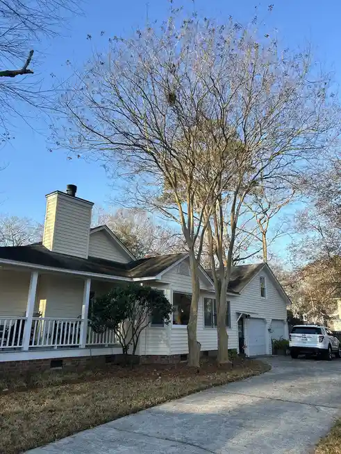 A photo of a white suburban house with a large, leafless tree in front, under a clear blue sky. A large bird's nest is…