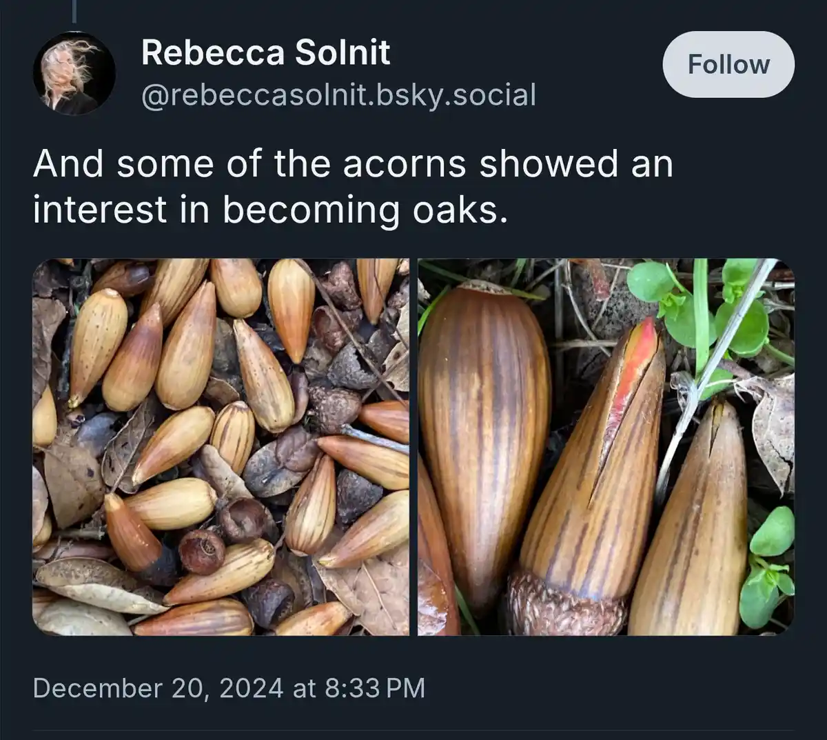 Absolutely, I'm All In for Becoming an Oak!