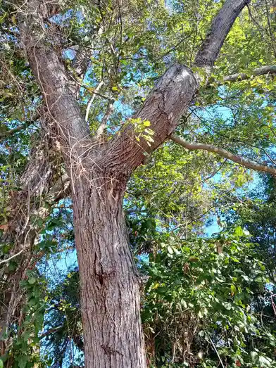 A low-angle photo shows a large, gnarled tree with thick bark and sprawling branches against a blue sky, with green leaves…