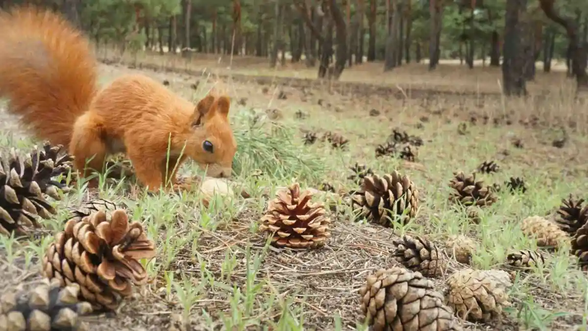 A red squirrel is seen in a forest, surrounded by numerous pinecones on the ground, appearing to be eating or interacting…